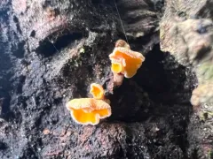 Lachnellula calyciformis thumbnail 3