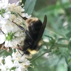 Western Bumble Bee thumbnail 2