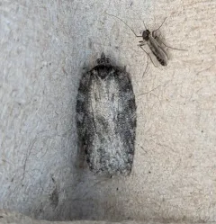 Black-lined Acleris thumbnail 2