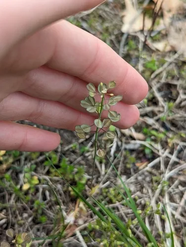 Perfoliate Penny-cress