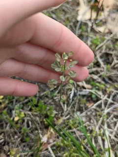 Perfoliate Penny-cress thumbnail 1