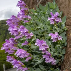 Barrett's Beardtongue thumbnail 2