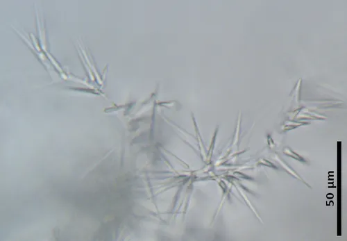 Capsicumyces delicatus