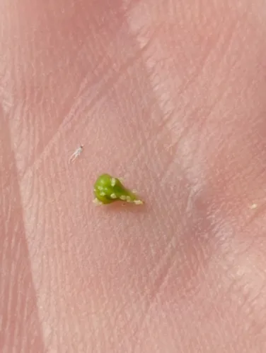 Austin's spiny-nut popcornflower