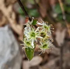 Nantucket Shadbush thumbnail 3