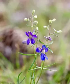 Sutherland's Larkspur thumbnail 4