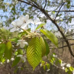 wild cherry thumbnail 3