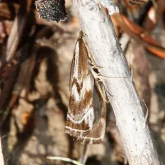 Western Catoptria thumbnail 4