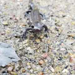 Jefferson Salamander thumbnail 2