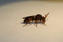 Lehigh Gap Cuckoo Nomad Bee thumbnail 2
