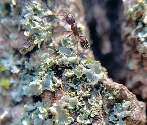 Schaum's Acorn Ant