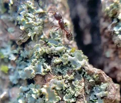 Schaum's Acorn Ant thumbnail 1