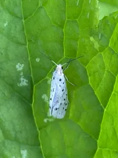 Greya punctiferella thumbnail 2