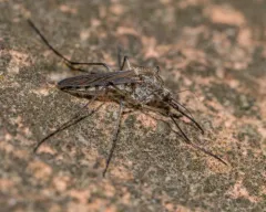 Provoking Mosquito thumbnail 3