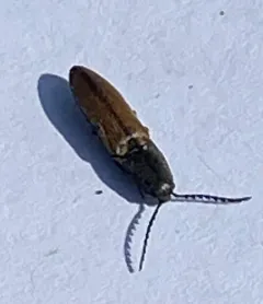 Black-footed Click Beetle thumbnail 4