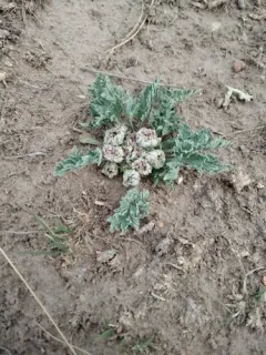 mountain springparsley thumbnail 3