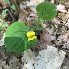 downy yellow violet thumbnail 3