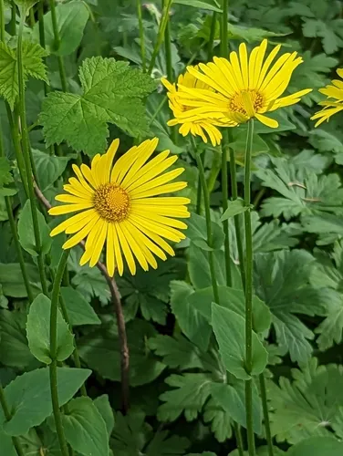 Plantain-leaved Leopard's-bane