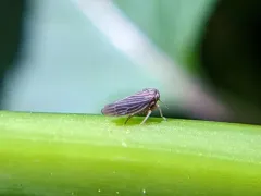 Constricted Leafhopper thumbnail 4