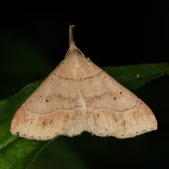 Yellow-spotted Renia Moth thumbnail 4