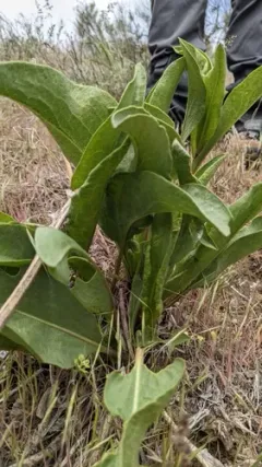 Pyrrocoma radiata thumbnail 1