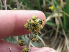 Alpine Sagebrush thumbnail 3