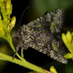 Olive Arches Moth thumbnail 2