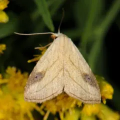 Spotted Grass Moth thumbnail 4
