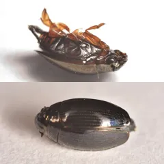 Gyrinus sayi thumbnail 2