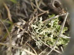 Xanthoparmelia camtschadalis thumbnail 3