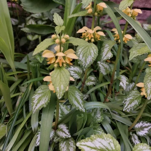 yellow archangel