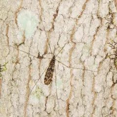 Limonia parietina thumbnail 2
