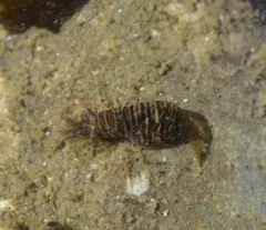 Barred Shrimp thumbnail 3