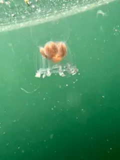 Catablema vesicarium thumbnail 3
