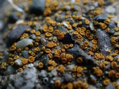 Red Firedot Lichen thumbnail 1