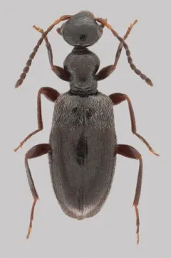 Ischyropalpus obscurus thumbnail 2
