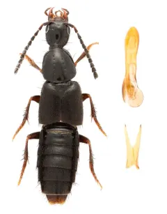Philonthus couleensis thumbnail 2