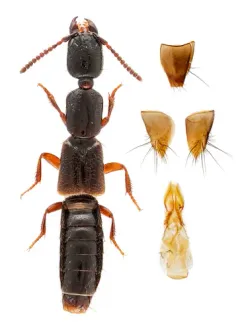 Obscure Rove Beetle thumbnail 3