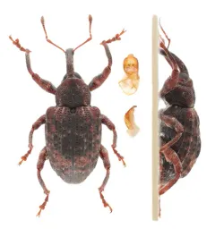 Hickory Shoot Curculio thumbnail 2
