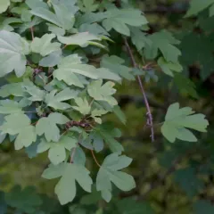 field maple thumbnail 2