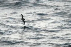 Murphy's Petrel thumbnail 2