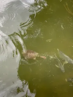 Chinese Softshell Turtle thumbnail 3