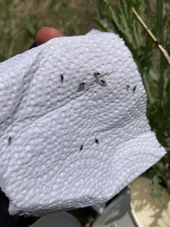 Russian Knapweed Gall Wasp thumbnail 2