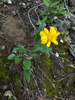 serpentine arnica thumbnail 2