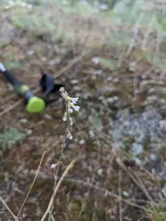 many-flowered rockcress thumbnail 2