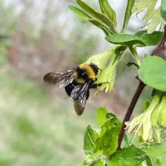 Western Bumble Bee thumbnail 4