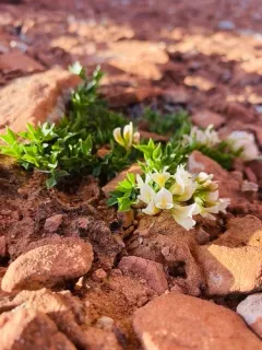 Barneby's Clover thumbnail 3