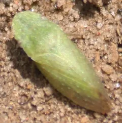 Xerophloea major thumbnail 2