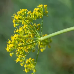 Klickitat desert parsley thumbnail 4