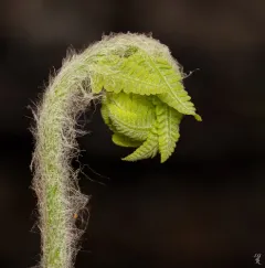 Interrupted Fern thumbnail 2
